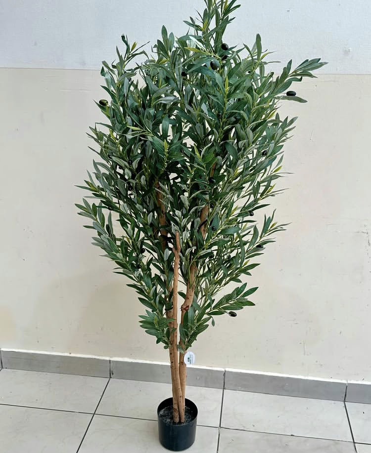 درختچه زیتون در ارتفاع ۱۶۰