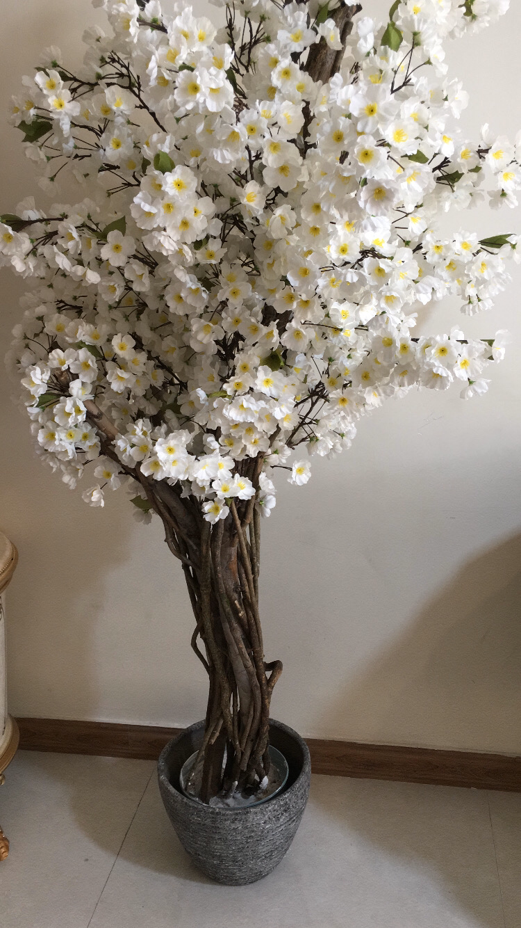 درختچه شکوفه در ارتفاع ۱۷۰